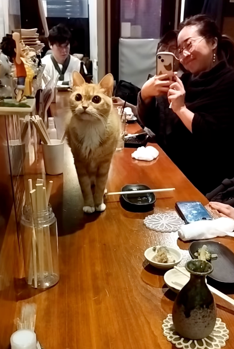 貓店長開始「巡邏」啦～