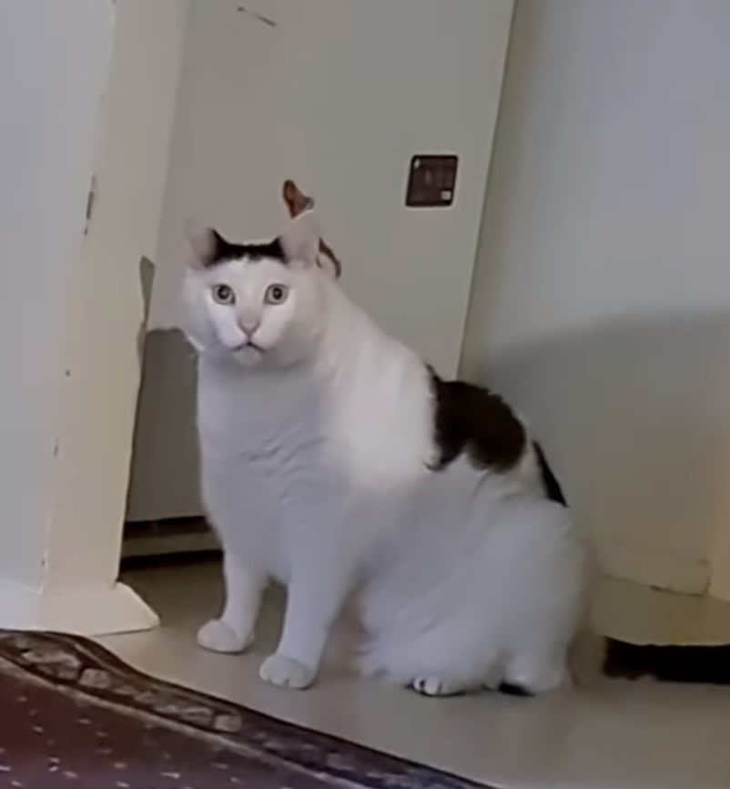 貓貓你不能再吃了啦～