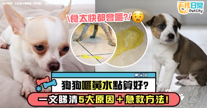 狗狗吐黃色嘔吐物怎麼辦？一文看清5大原因+急救方式 小心錯過黃金處理時機！