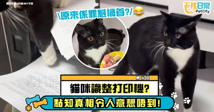 貓咪成精了?奶牛貓一屁股坐上打印機狂掏想「幫忙修機」 下一秒真相曝光太反轉!
