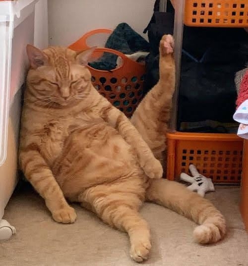 這是貓咪的本性。