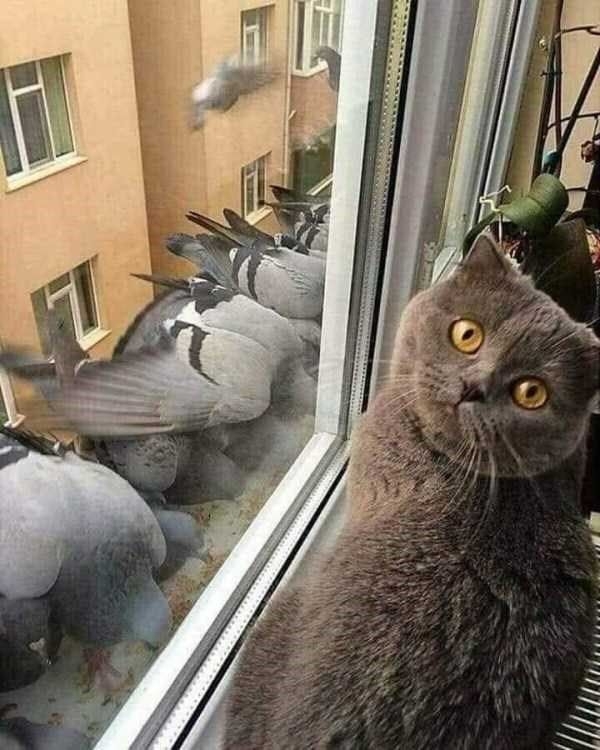 看見小鳥就囔囔自語～