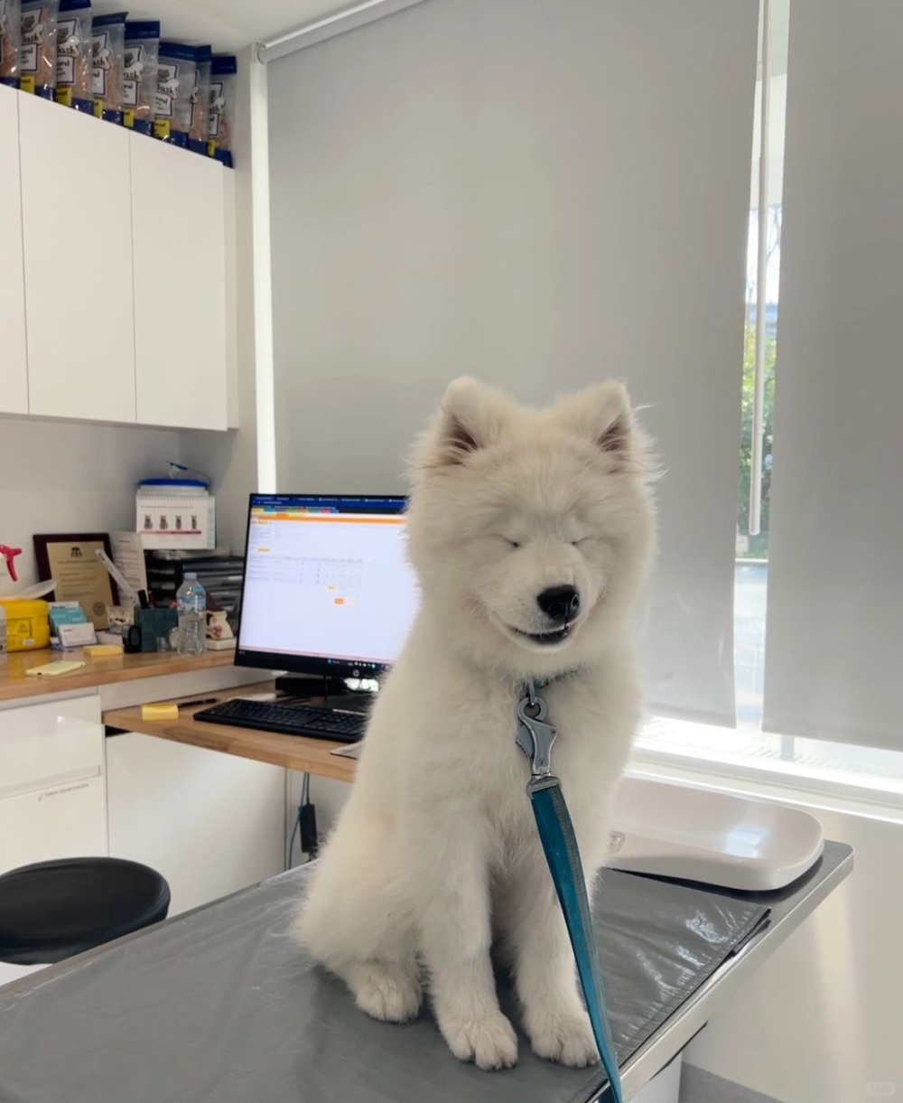 可以先觀察狗狗情況,嚴重需立刻帶去獸醫院治療喔!