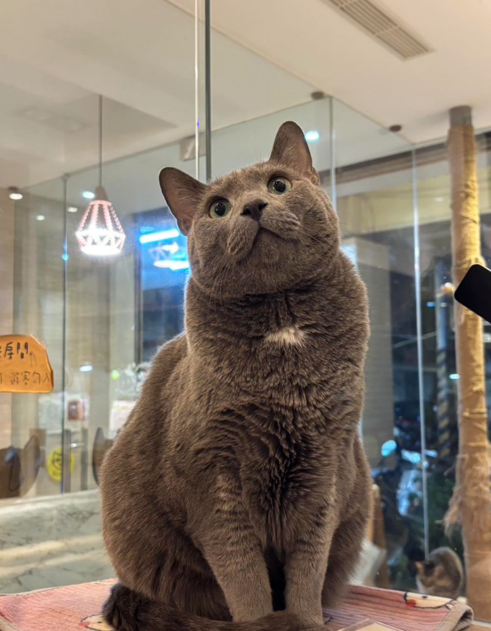 和式地板用餐跟貓咪超貼近！