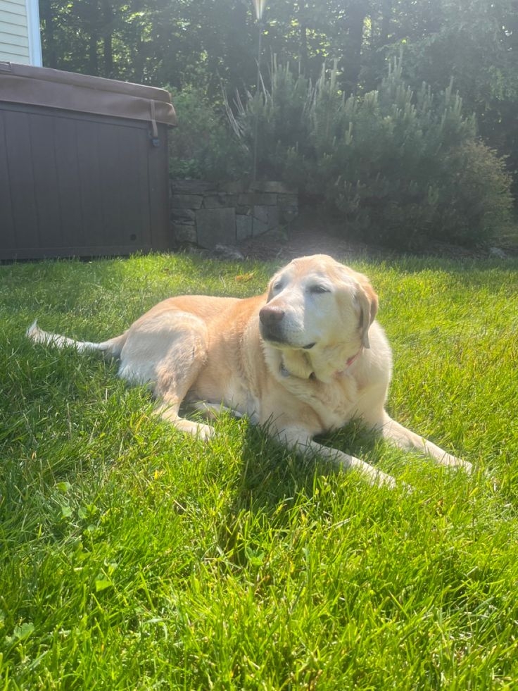 原來曬太陽對狗狗這麼好！