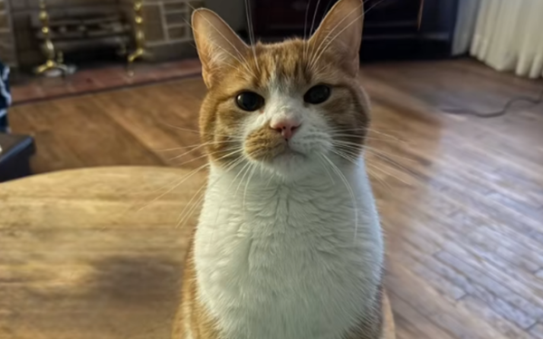 是貓貓救了他們一命呀！