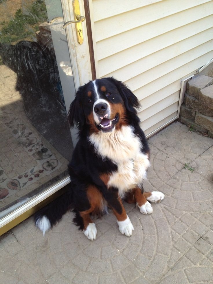 見到你就狂搖尾巴～