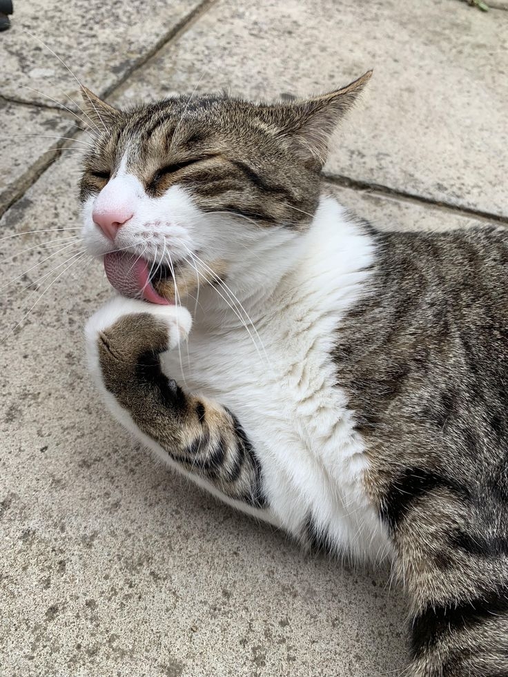 貓咪焦慮也會出現過度舔毛的症狀！