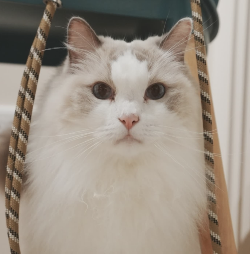 可以近距離和貓咪們互動。