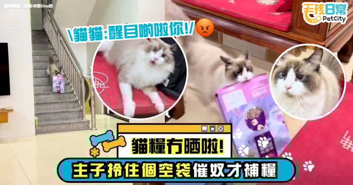 貓糧告急！貓咪叼著飼料空袋子親自「下令」補貨！主子：朕的糧倉都見底啦！【有片】