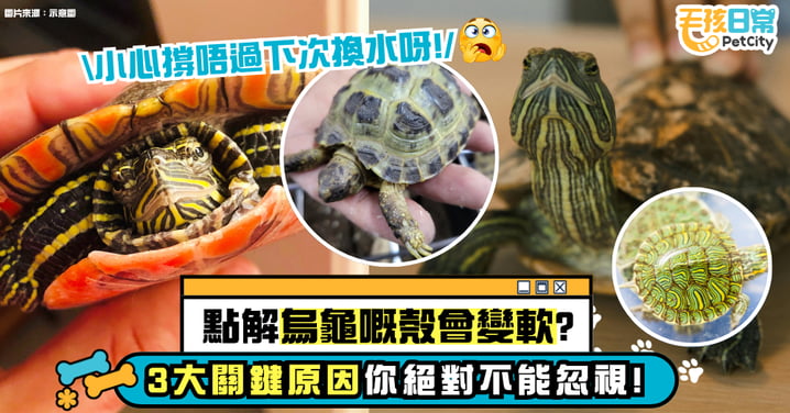 為什麼烏龜殼變軟了?3大關鍵原因別忽視 否則牠恐怕撐不到下次換水!