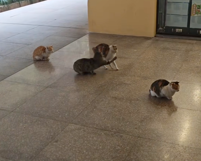 中間的貓：吃朕一拳！