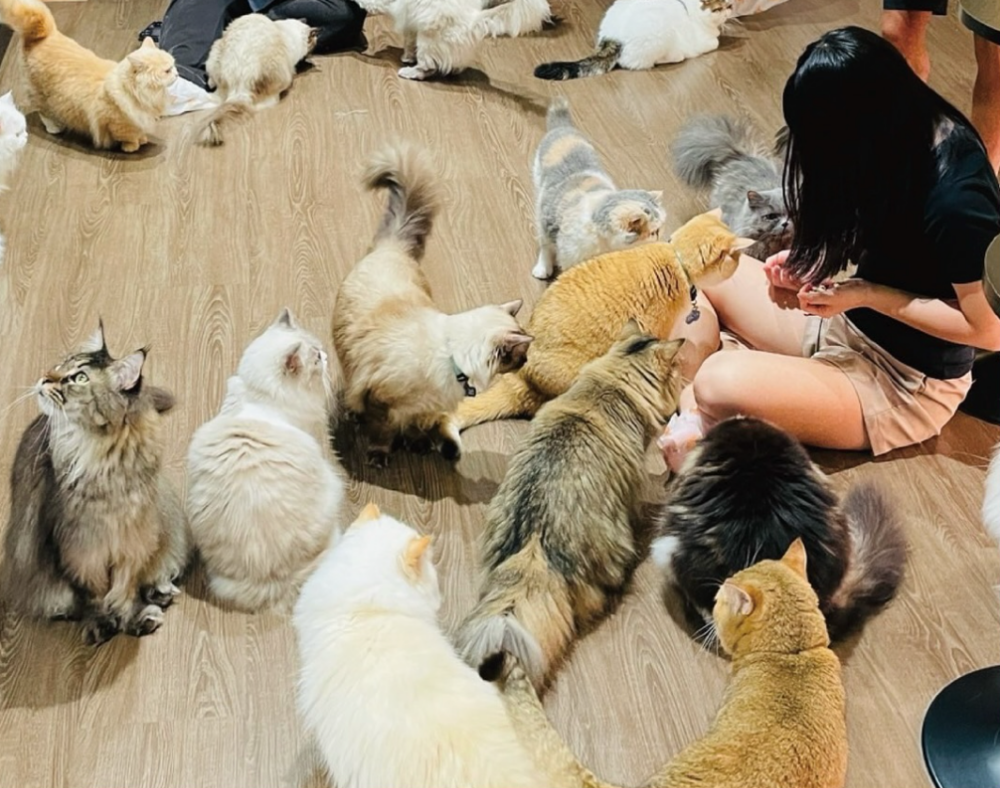 本貓奴看到這麼多貓真的會狂喜欸！