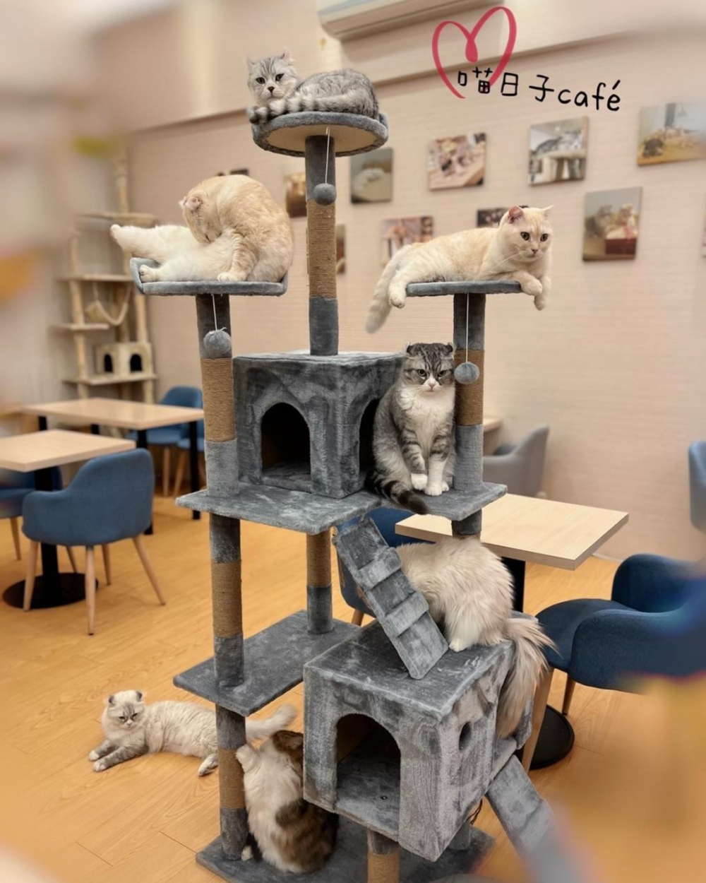 店裡有9隻貓貓呢～