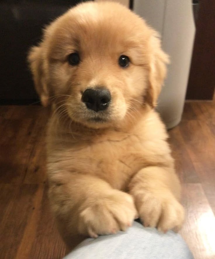 狗狗：有你在就很安心～