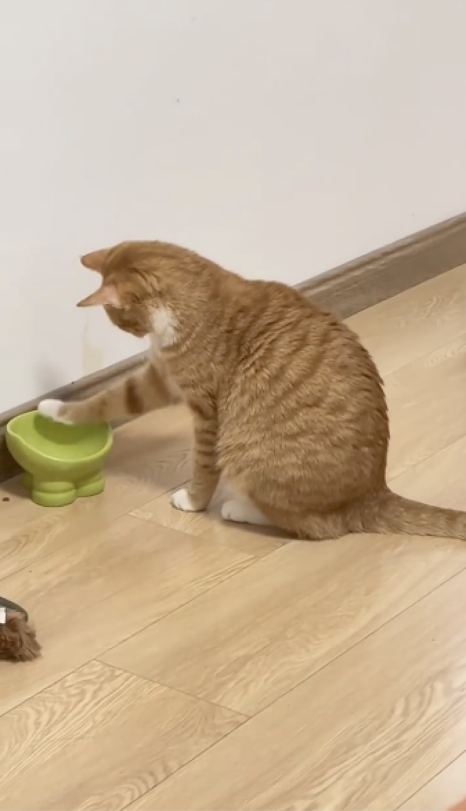 這下真的變成傻眼貓咪了～