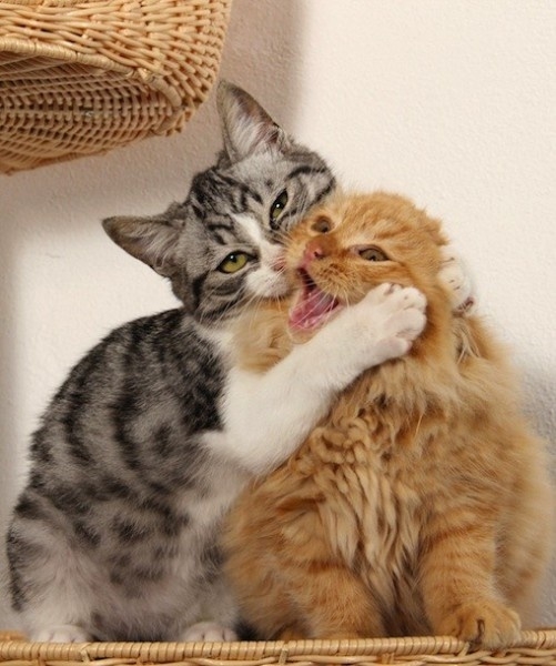 舊貓咬新貓時可以試試這麼做！