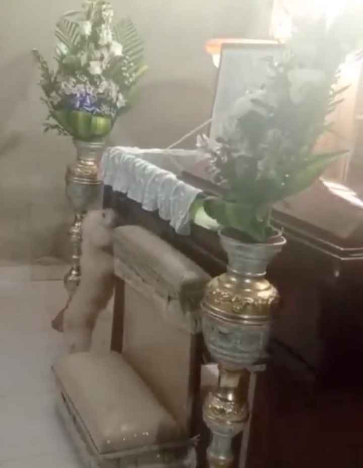 狗狗：想上去看你最後一眼～