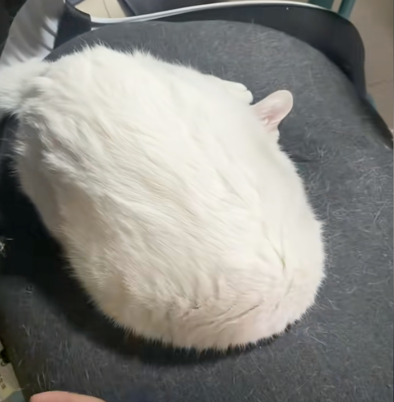 貓咪：朕現在不想和你說話～