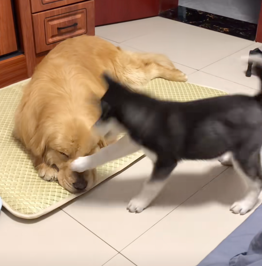 先摁一下阿金鼻子。