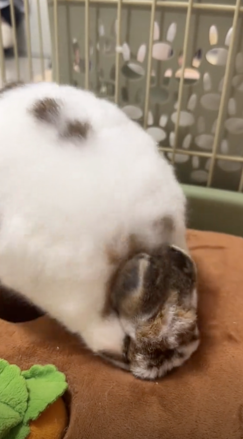 邦邦：好好好！都別玩了！