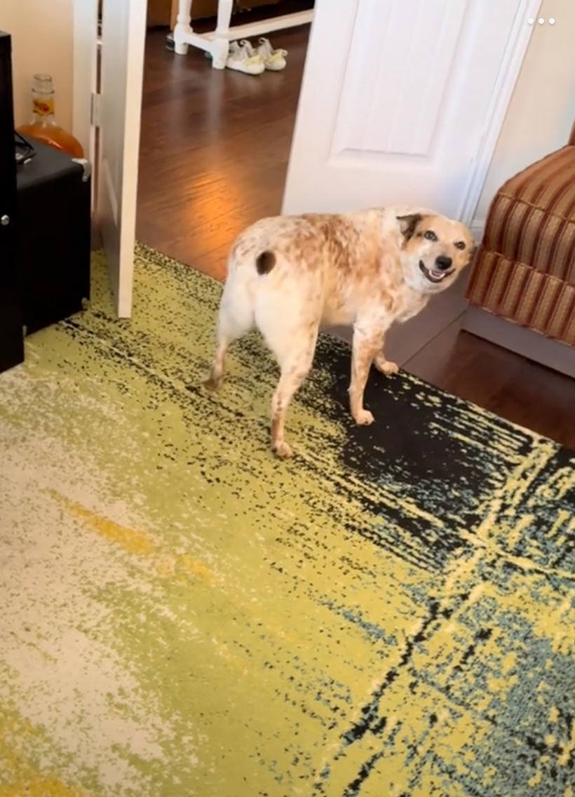 這一截小尾巴很有戲～