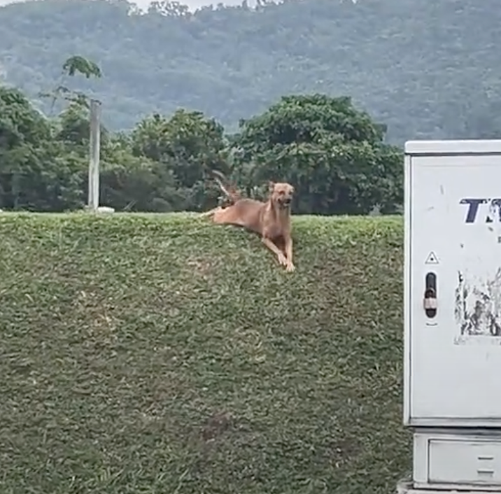 其實狗狗已經玩嗨翻了啦!