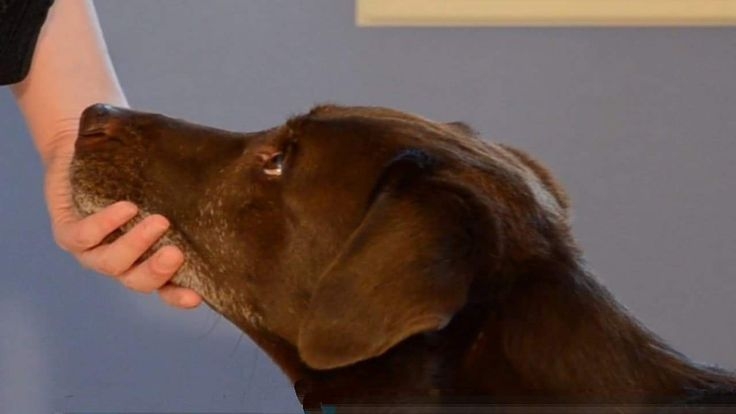 可以先觀察狗狗是否願意被摸。