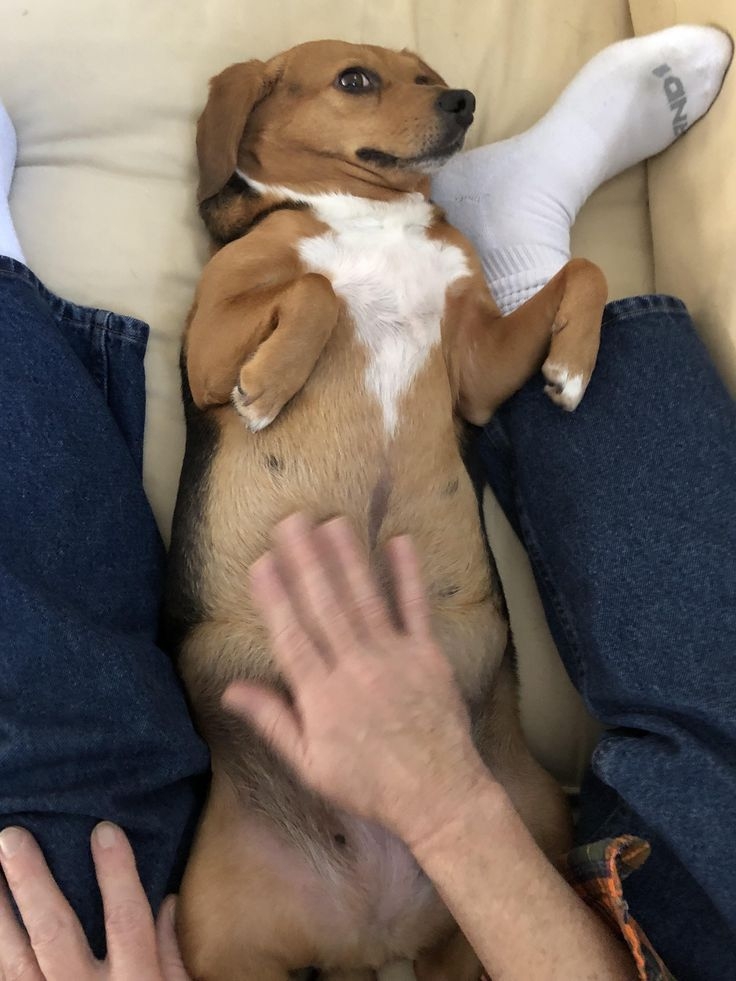 多多撫摸也是對狗狗有好處的呀～