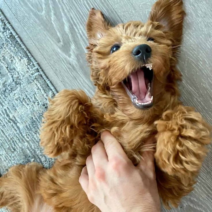 狗狗對你翻肚就是超級信任你了！