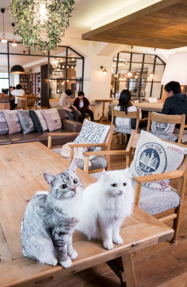 全台10大貓咪咖啡廳