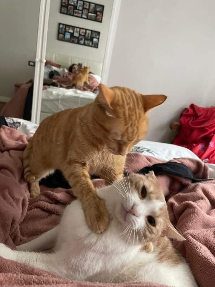 原來原住民不是在亂發脾氣啦～