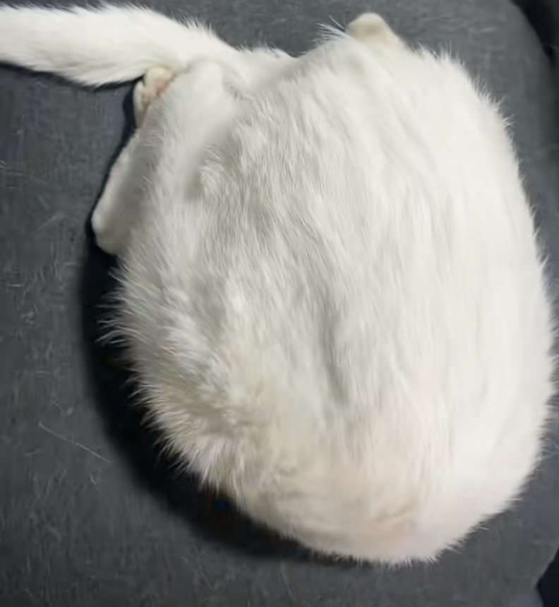 超倔的！根本看不到臉～