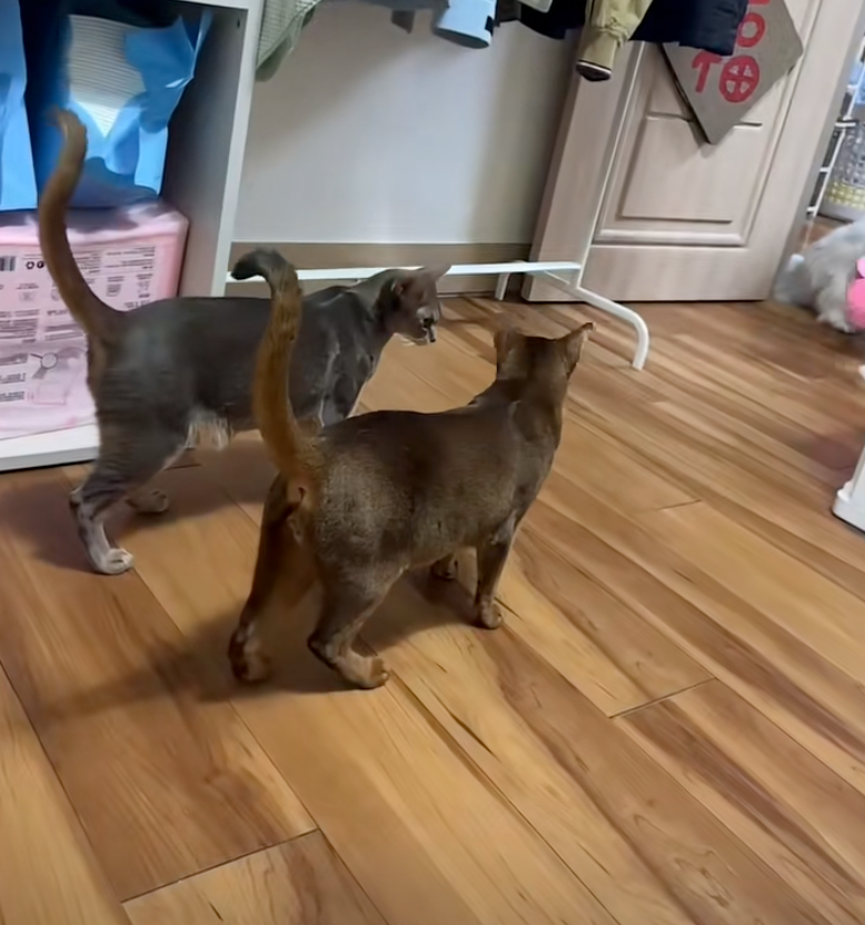 互相對視是在說密語嗎？