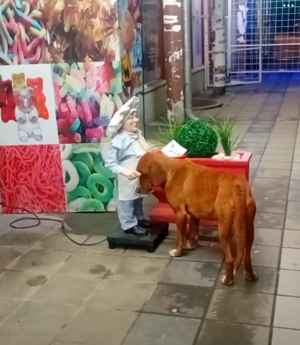 狗狗：可以摸摸我嗎？