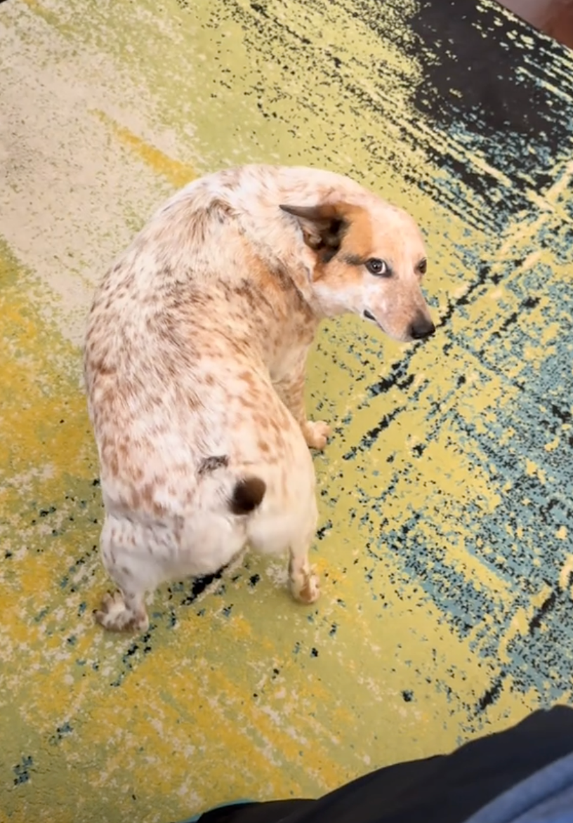 看了都想拍牠的屁屁！