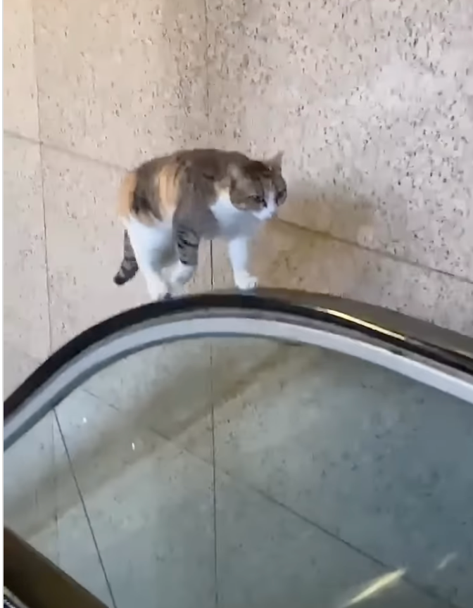 這是「專業貓士」欸！