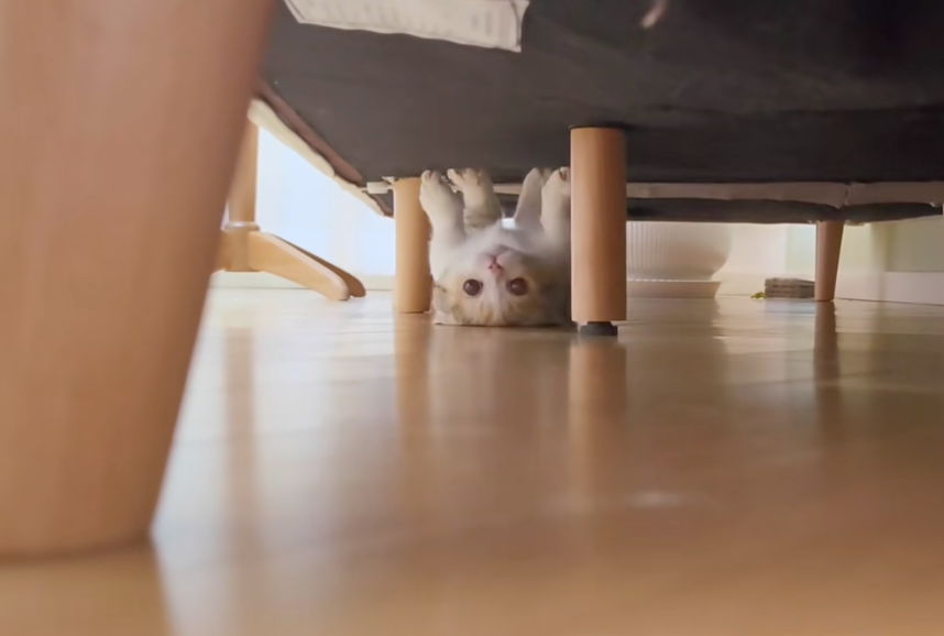 這貓很愛倒立滑行欸！