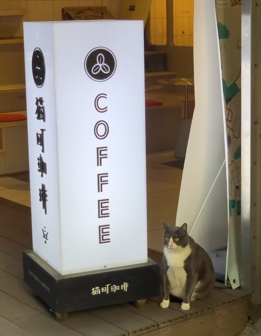 還以為是貓咪雕像！