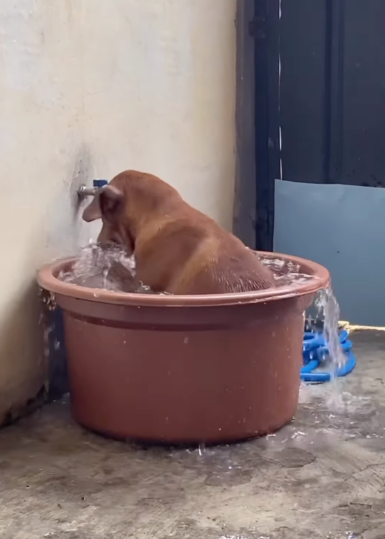 自己在水桶玩得超開心！