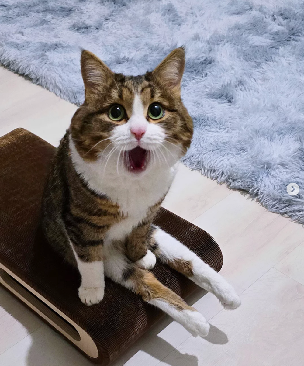 Rexie還說很堅持用前腳走路的！