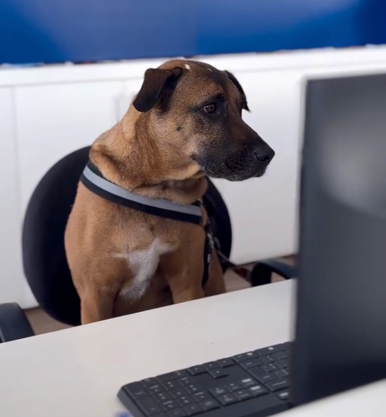 狗狗：你好～有什麼可以幫到你的嗎？