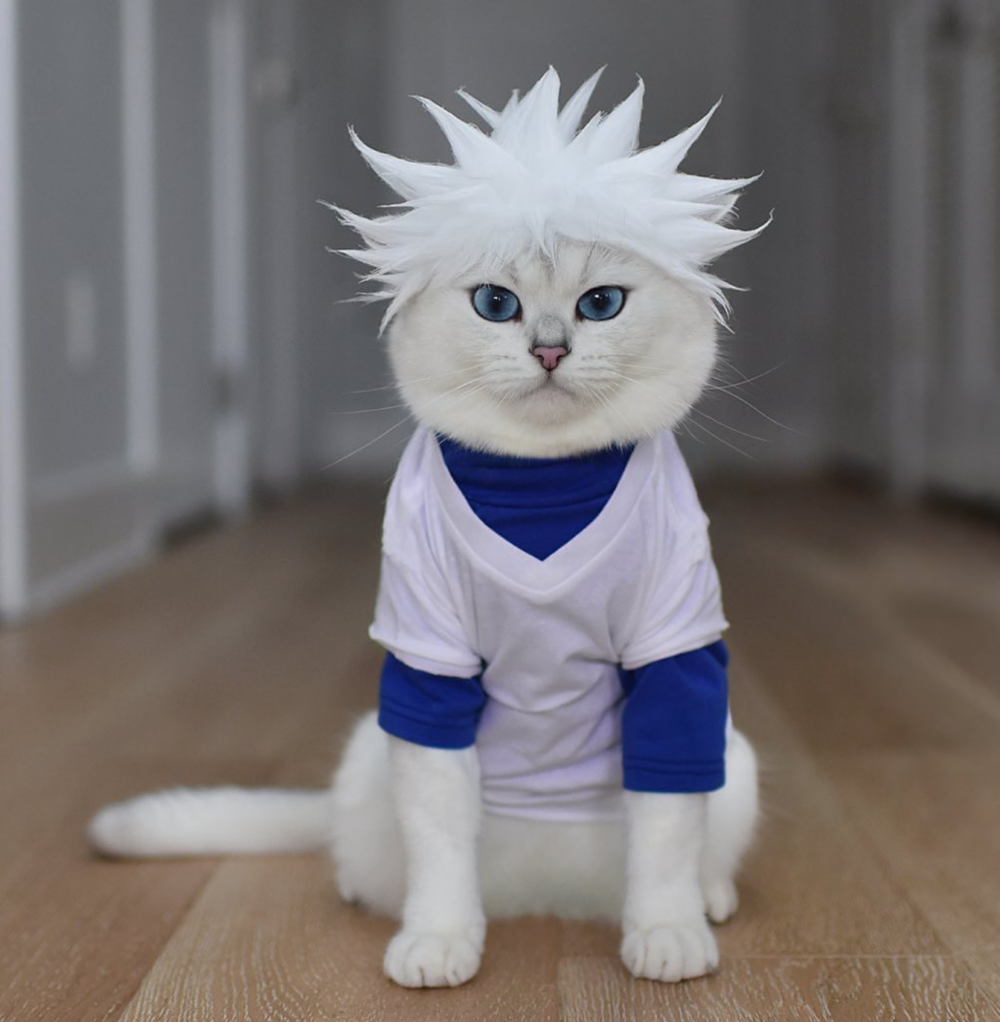 朕今天cos奇犽·揍敵客！