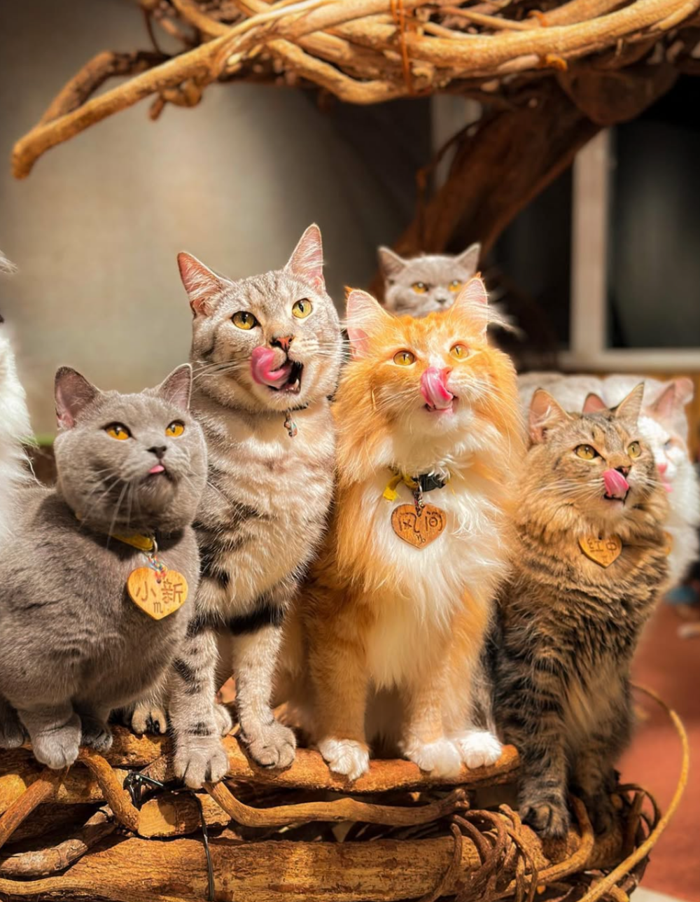 擁有超過50隻貓咪！