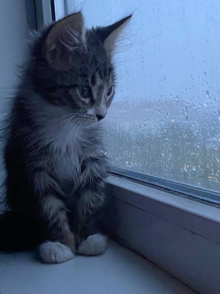 貓咪有這些症狀就要多注意了！