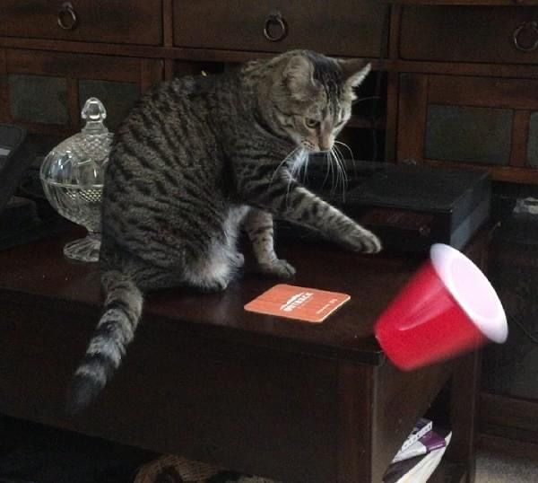 原來東西掉落發出的聲響和主人的反應給了貓咪額外的樂趣和關注！