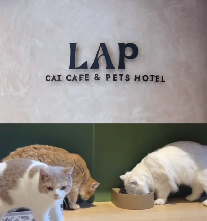 這間店也有開放領養貓貓呢，真的是愛心滿滿！