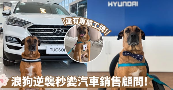 浪狗逆襲成為品牌大使!狗狗打工當上Hyundai「銷售顧問」全靠賣萌圈粉衝業績!