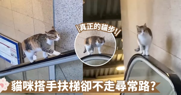 貓咪搭手扶梯不走尋常路 帥氣上樓自帶伸展台氣場 網笑翻:這才是真正的貓步!【有片】
