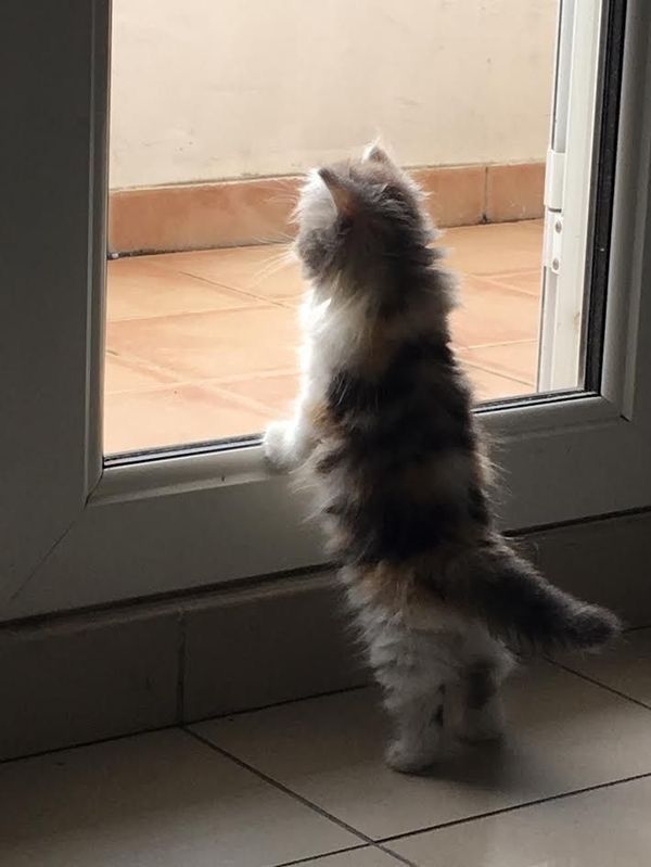 這些都可以緩解主子的焦慮～